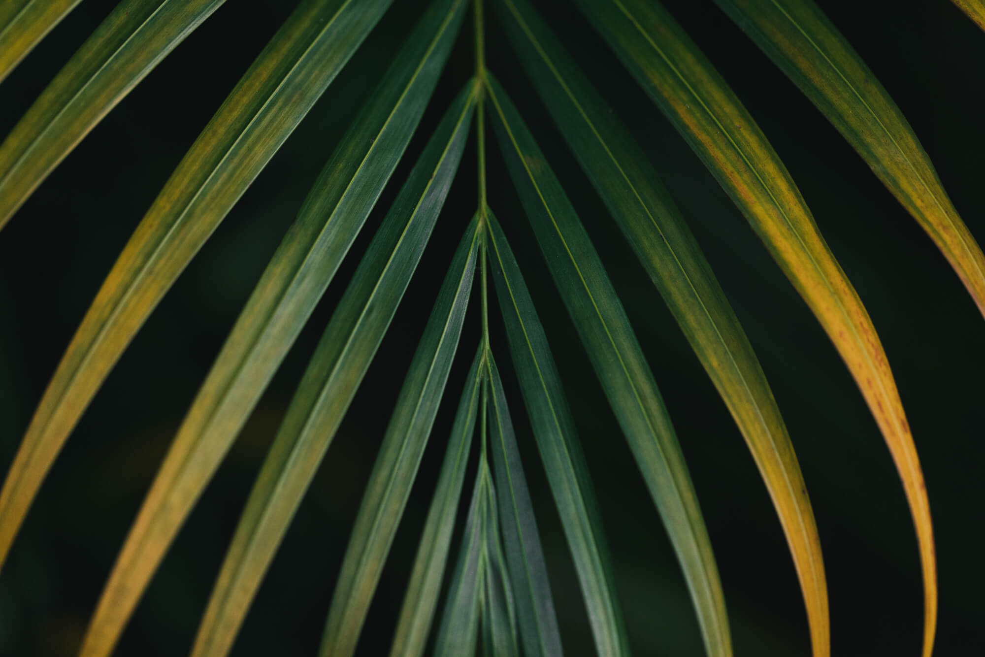 Liście palmowe w Brazylii 