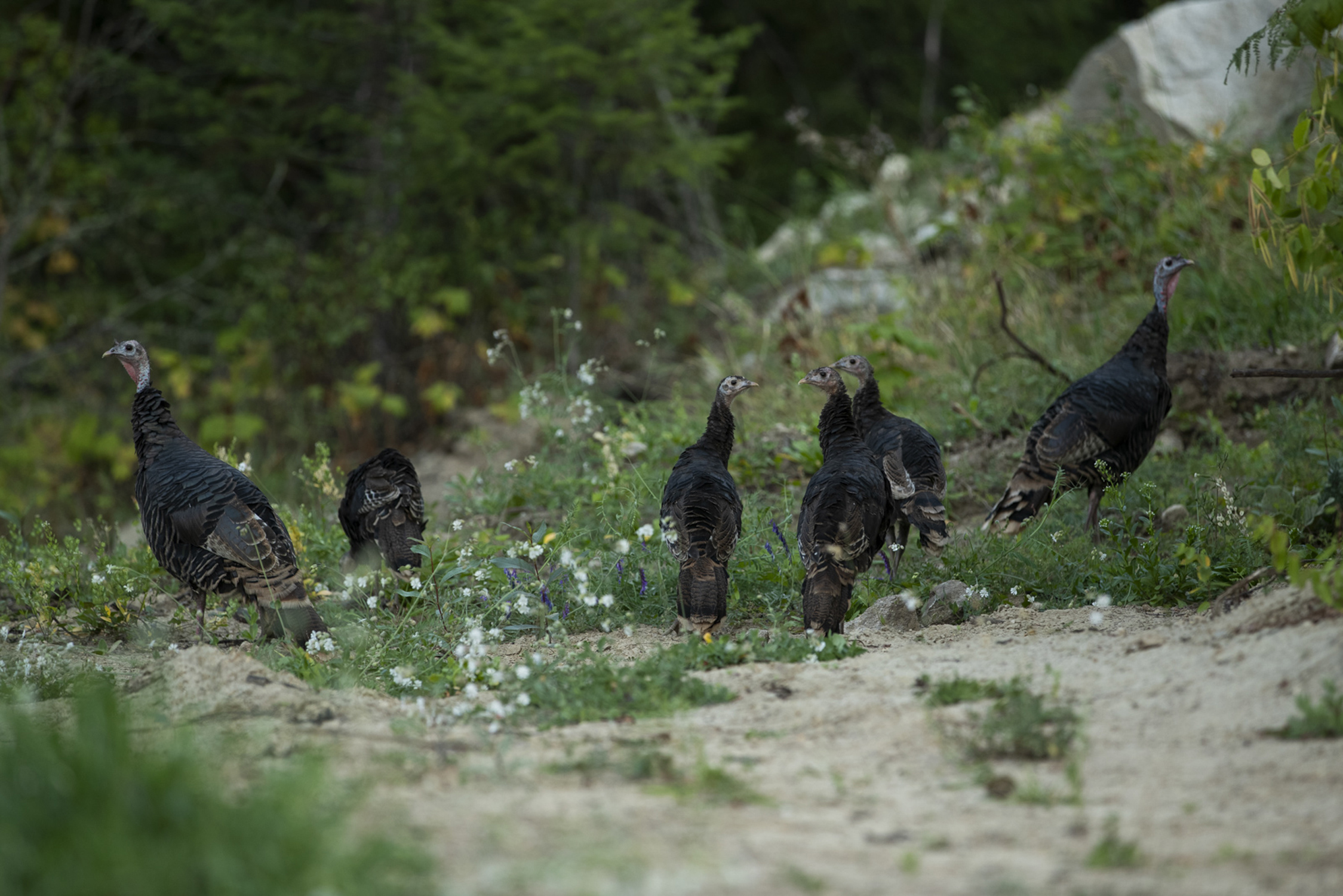 wild turkeys at kurt Sorges home in BC