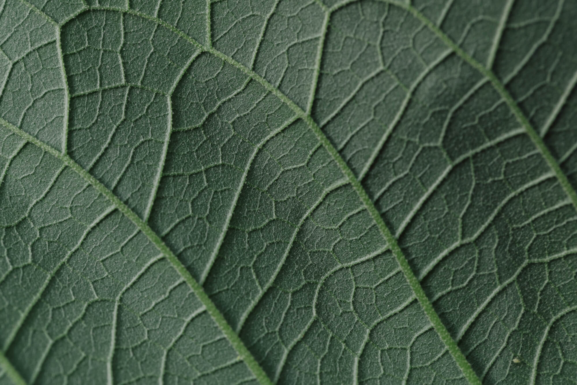 Leaf of tree in Brazil