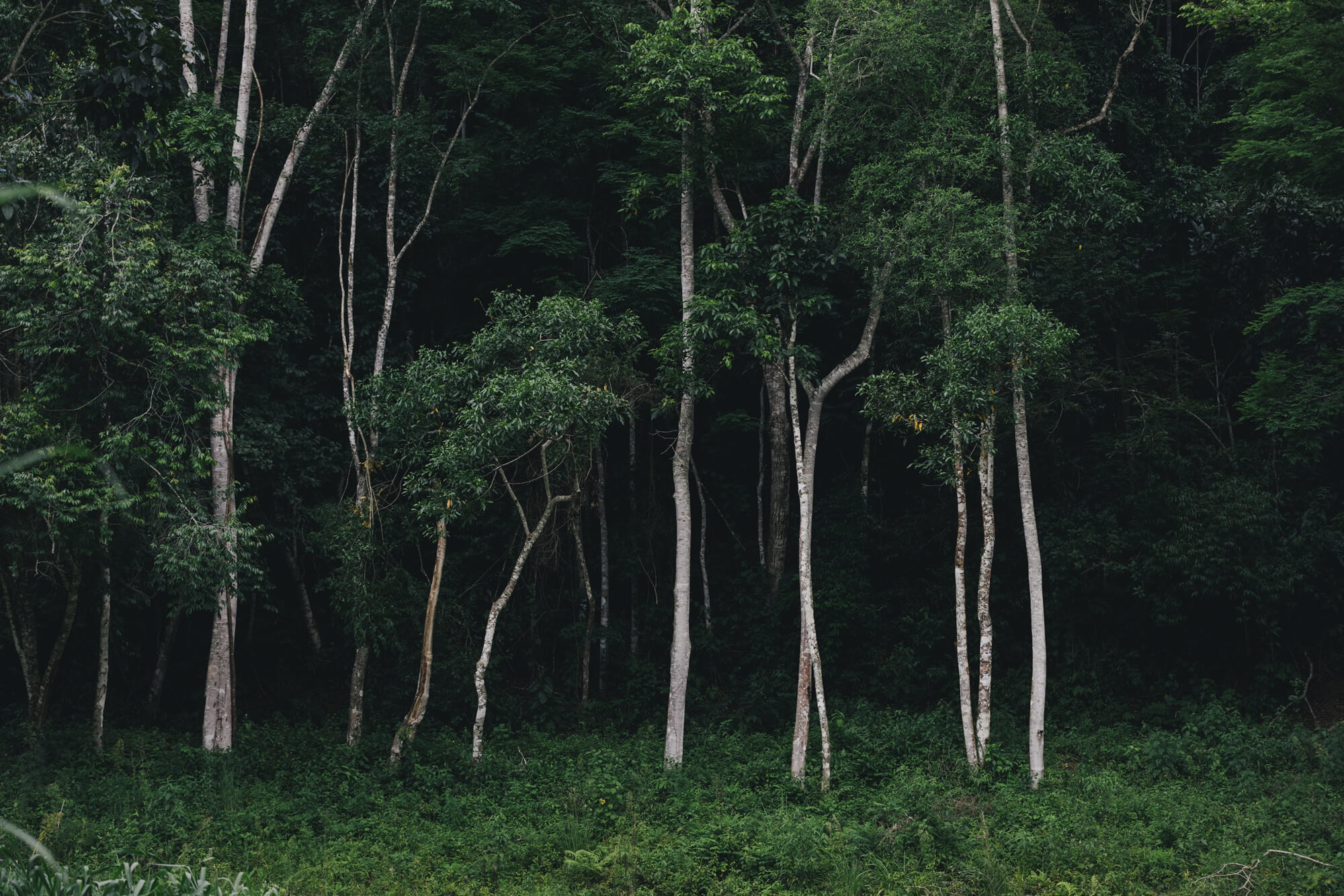 Trees in the forest of Brazil 